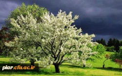 اردوی سیاحتی هرزویل