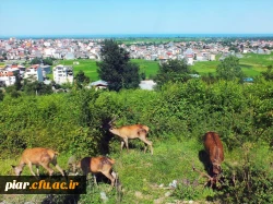 ثبت نام اردوی تفریحی - گردشگری