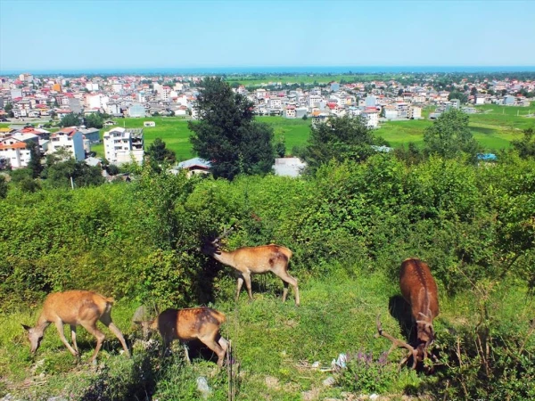 ثبت نام اردوی تفریحی - گردشگری
