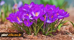 بهار رستاخیز طبیعت و حیات دوباره عالم