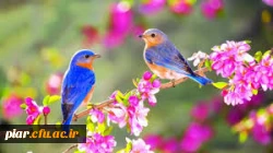 تبریک بهار ،جلوه گاه طبیعت