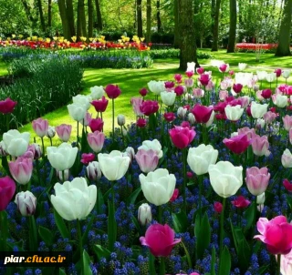 پیام تبریک کسب رتبه چهارم دانشجومعلم محمد جواد حبیبی  مقدم در مرحله کشوری