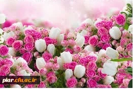 تبریک بابت رساله برتر آقای دکتر پورحبیبی